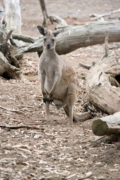 Westelijke Grijze Kangoeroe Zoek Naar Voedsel Als Hebben Gedood Uit — Stockfoto