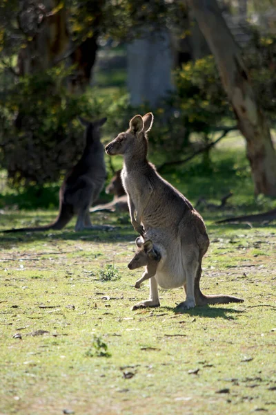 Das Westliche Graue Känguru Und Joey Sind Überwiegend Braun Mit — Stockfoto