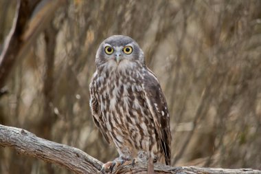Havlayan baykuş bir ağaca tünemiş tehlikeyi kolluyor. .
