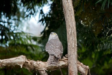 Havlayan baykuşun büyük sarı gözleri, beyaz işaretli kahverengi bir vücudu vardır.