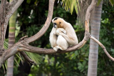 Dişi, beyaz yanaklı, siyah gözlü ve kafasında siyah bir demet olan altın sarısı bir şebekedir.