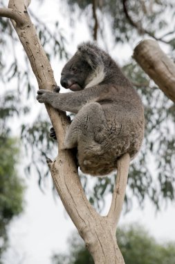 Koala beyaz tüylü kulakları ve büyük siyah burnu olan gri ve beyaz bir keseli hayvandır.