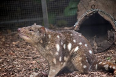 Benekli kuş kahverengi, beyaz benekli ve keskin dişli pembe burunlu.