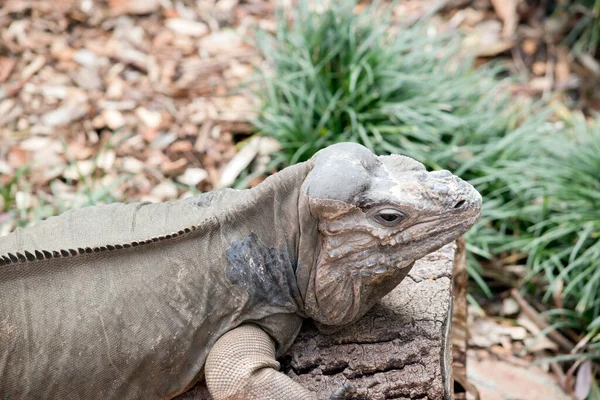 Questo Primo Piano Iguana Rinoceronte Che Sale Una Collina — Foto Stock