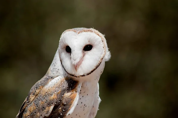 Close Barn Owl — Stock Photo, Image