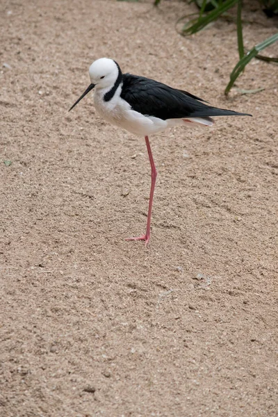 Elegancki Ptak Brzegowy Wyjątkowo Długimi Jasnoróżowymi Nogami Charakterystyczne Czarno Białe — Zdjęcie stockowe