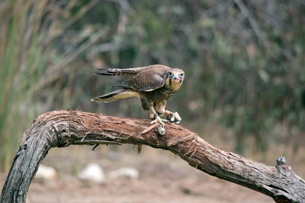 Brown Falcon Perched Branch — Fotografia de Stock