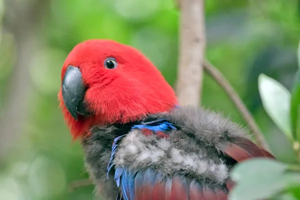 Este Primer Plano Loro Hembra Eclectus Muda —  Fotos de Stock