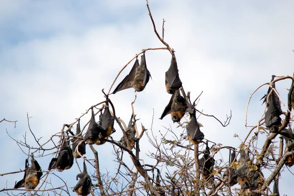 Pipistrelli Della Frutta Sono Appesi Albero Nei Giardini Botanici Australia — Foto Stock