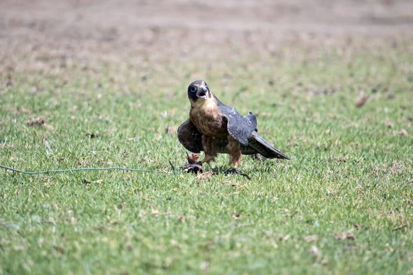 Falcão Tamanho Médio Hobby Australiano Tem Asas Longas Estreitas Pontiagudas — Fotografia de Stock