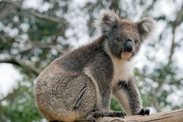 Koala Går Längs Gren Ett Träd — Stockfoto