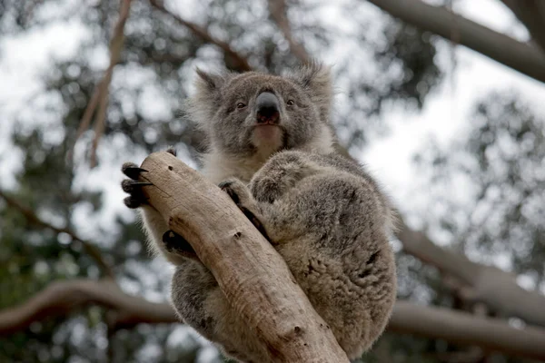 Koala Bir Ağacın Çatalında Oturuyor — Stok fotoğraf