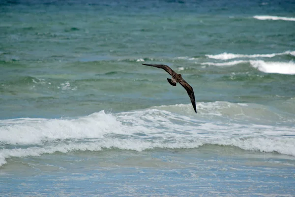 Die Junge Pazifikmöwe Fliegt Über Den Ozean — Stockfoto