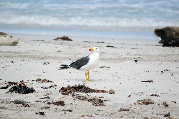 Die Pazifikmöwe Läuft Strand Von Seal Bay Entlang — Stockfoto