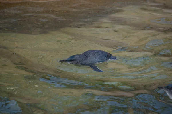 Hada Pingüino Está Nadando Estanque — Foto de Stock
