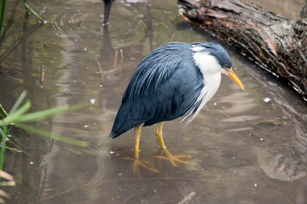 Pied Heron Also Known Pied Egret Bird Found Coastal Subcoastal — Stockfoto