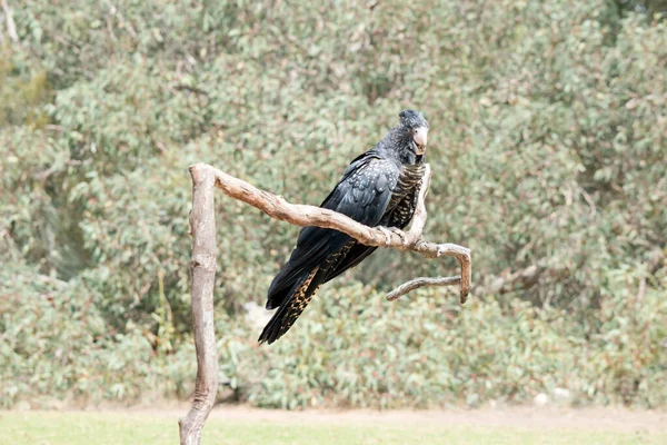 the female red tailed black cockatoo is black and yellow with no red at all