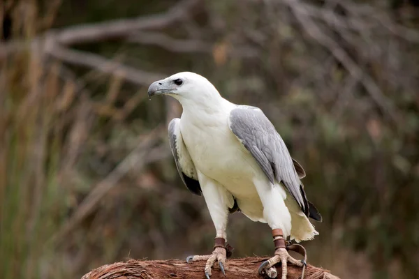 White Bellied Sea Eagle Also Known White Breasted Sea Eagle — Zdjęcie stockowe