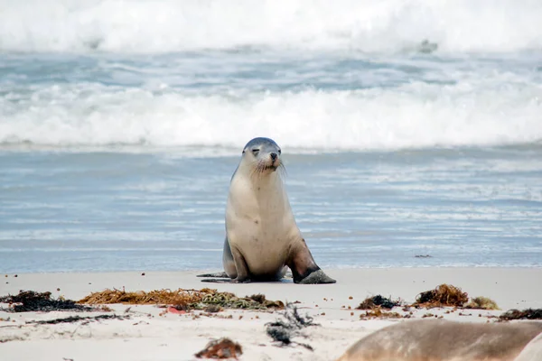 Petit Lion Mer Cherche Mère Sur Plage — Photo