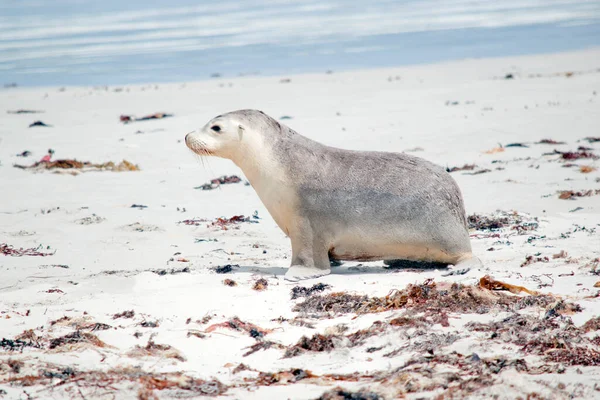 this is a side view of a sea lion pup