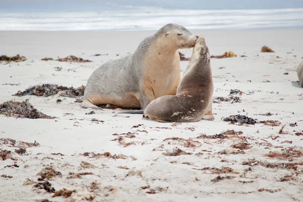 Sea Lions Grey Top White Protects Them While Swmming Ocean — Stock Photo, Image