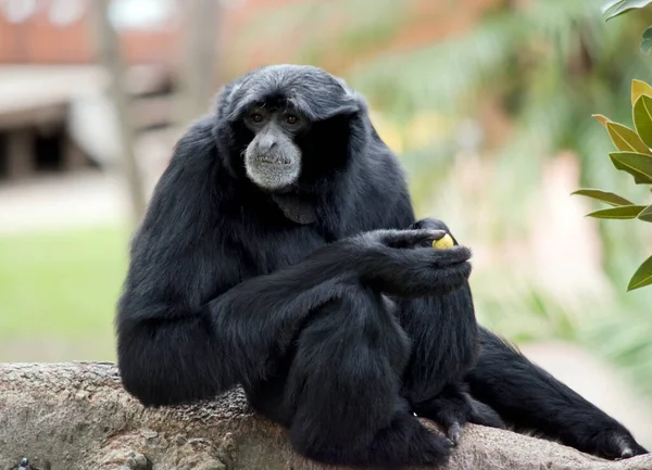 Siamang Monkey Eating Piece Fruit — Stockfoto