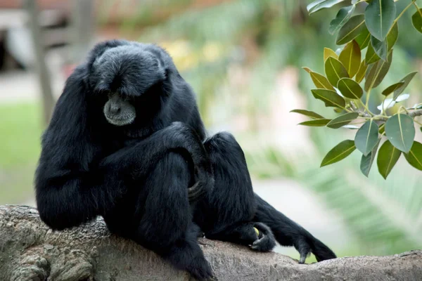 Macaco Siamang Está Descansando Sobre Uma Raiz Árvore — Fotografia de Stock