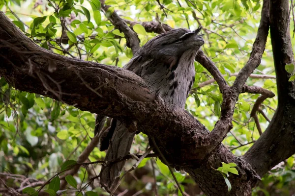 Жаб Ячий Рот Використовує Його Кольори Щоб Змішатися Деревом — стокове фото