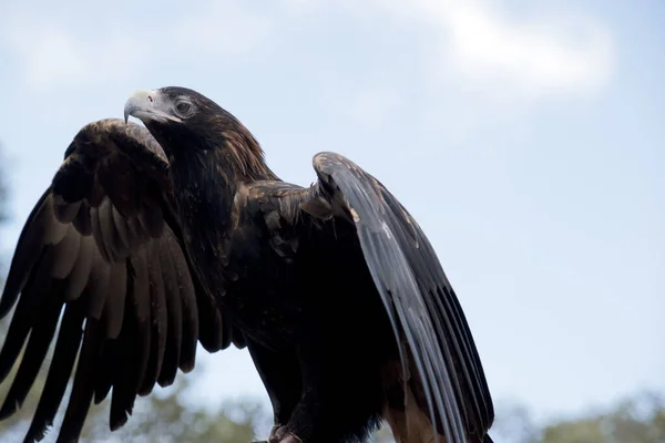 Águila Cola Cuña Tiene Plumas Color Marrón Negro Cuanto Más — Foto de Stock