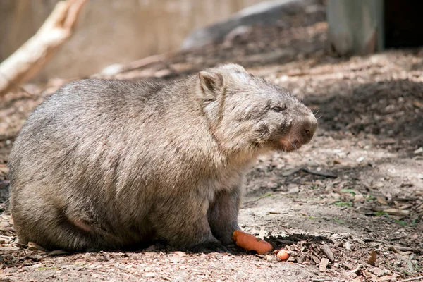 Wombat Een Bruin Buideldier Dat Zich Onder Grond Nestelt — Stockfoto