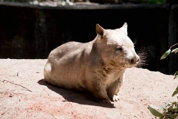 Southern Hairy Nosed Wombat Een Lichtbruine Met Een Witte Borst — Stockfoto