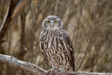 Havlayan baykuşun siyah bir çizgiyle çevrili büyük parlak sarı gözü vardır. Üst kısımları kahverengi benekli beyaz.