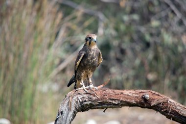 Kahverengi şahin bir ağaç dalına tünemiş.