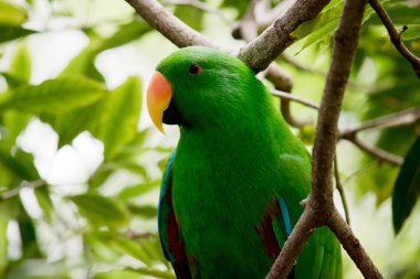 Erkek eklektus papağanı bir dala tünemiş.