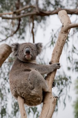 Koala beyaz tüylü kulakları ve büyük siyah burnu olan gri ve beyaz bir keseli hayvandır.