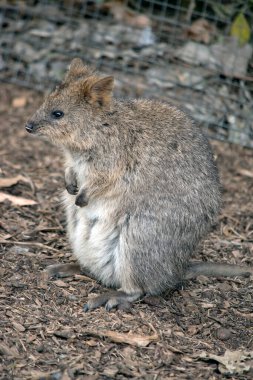 quokka arka ayakları üzerinde duran