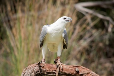 Ayırt edici bir kuş, yetişkin beyaz karınlı deniz kartalının beyaz bir kafası, göğsü, alt kanat örtüsü ve kuyruğu vardır. Üst kısımları gri, alt kısımları siyah. ...