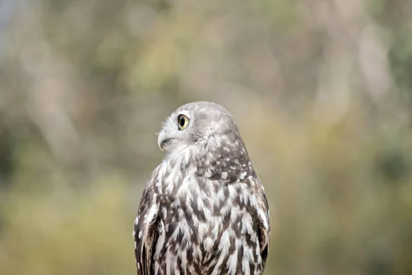 올빼미 Hking Owl 올빼미 Winking Owl 오스트레일리아 본토에 서식하는 야행성 — 스톡 사진