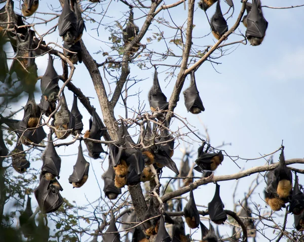 Pipistrelli Della Frutta Hanno Testa Corpo Pelosi Marroni Ali Nere — Foto Stock