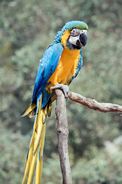 Arara Azul Amarela Também Conhecida Como Arara Azul Dourada Grande — Fotografia de Stock