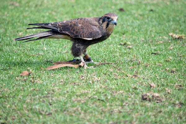 Side View Brown Falcon Grass — Foto de Stock
