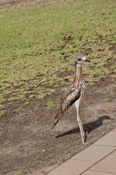 Rizo Piedra Arbustiva Está Parado Los Presentes Peligro —  Fotos de Stock