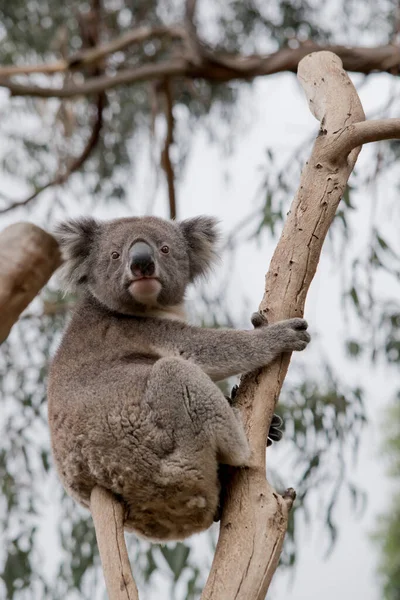 Koala Jest Szaro Białym Torbaczem Białymi Puszystymi Uszami Dużym Czarnym — Zdjęcie stockowe