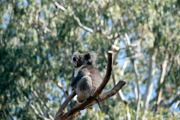 Koala Een Grijs Wit Buideldier — Stockfoto