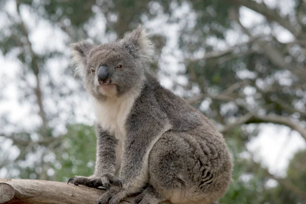 Koala Est Assis Sur Une Branche Arbre — Photo