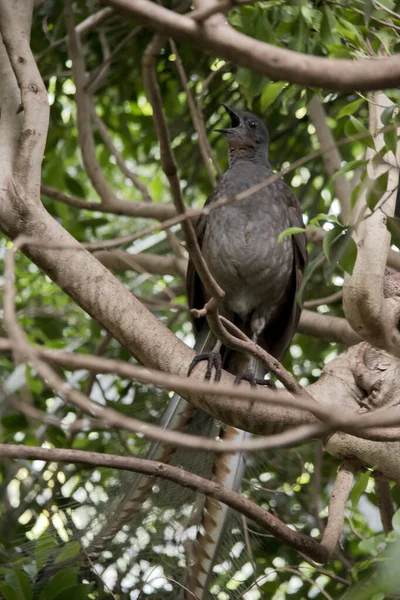 Pássaro Lira Empoleirado Alto Uma Árvore Com Sua Cauda Pendurada — Fotografia de Stock