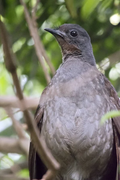 Lyre Bird Perched High Tree — Photo