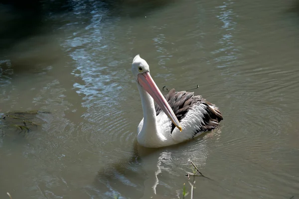 Пелікан Плаває Озері — стокове фото