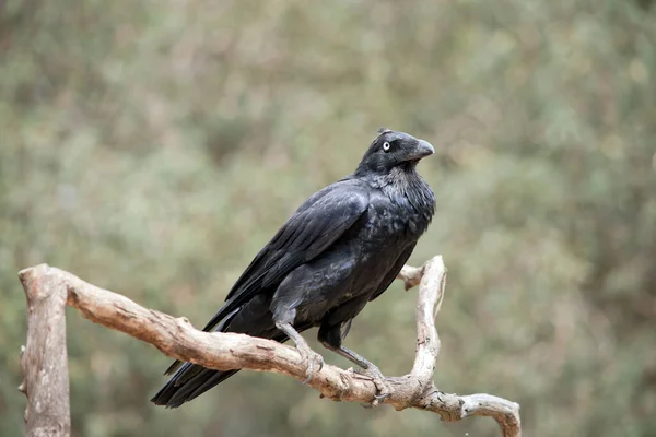 Raven Perched Tree — ストック写真