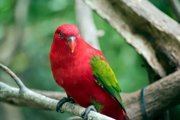 Close Red Lory Orange Beak — Photo